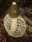 Long Net Stinkhorn Mushroom