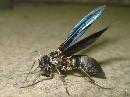 Stunning Moth Mimics A Wasp